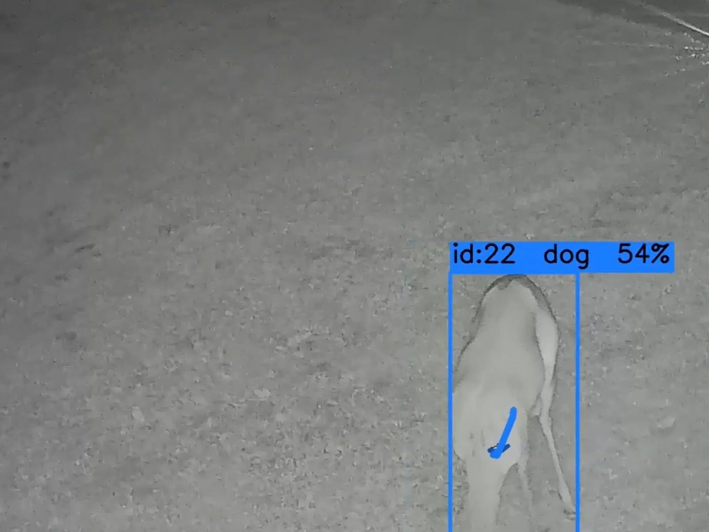 A deer walking across the infrared lawn, boxed and labeled dog 0.54 as track 22