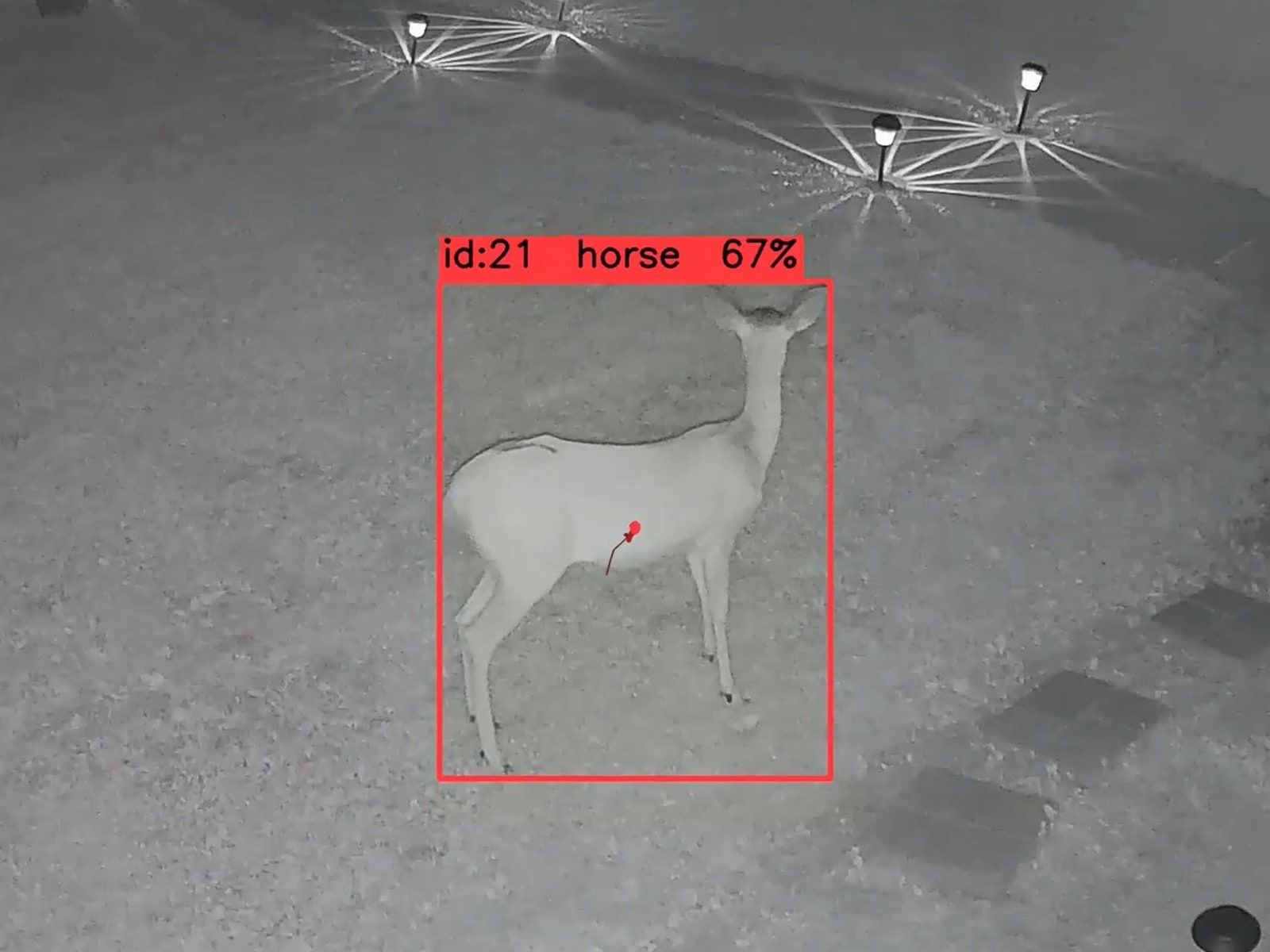 The same deer standing mid-lawn, boxed and labeled horse 0.67 as track 21