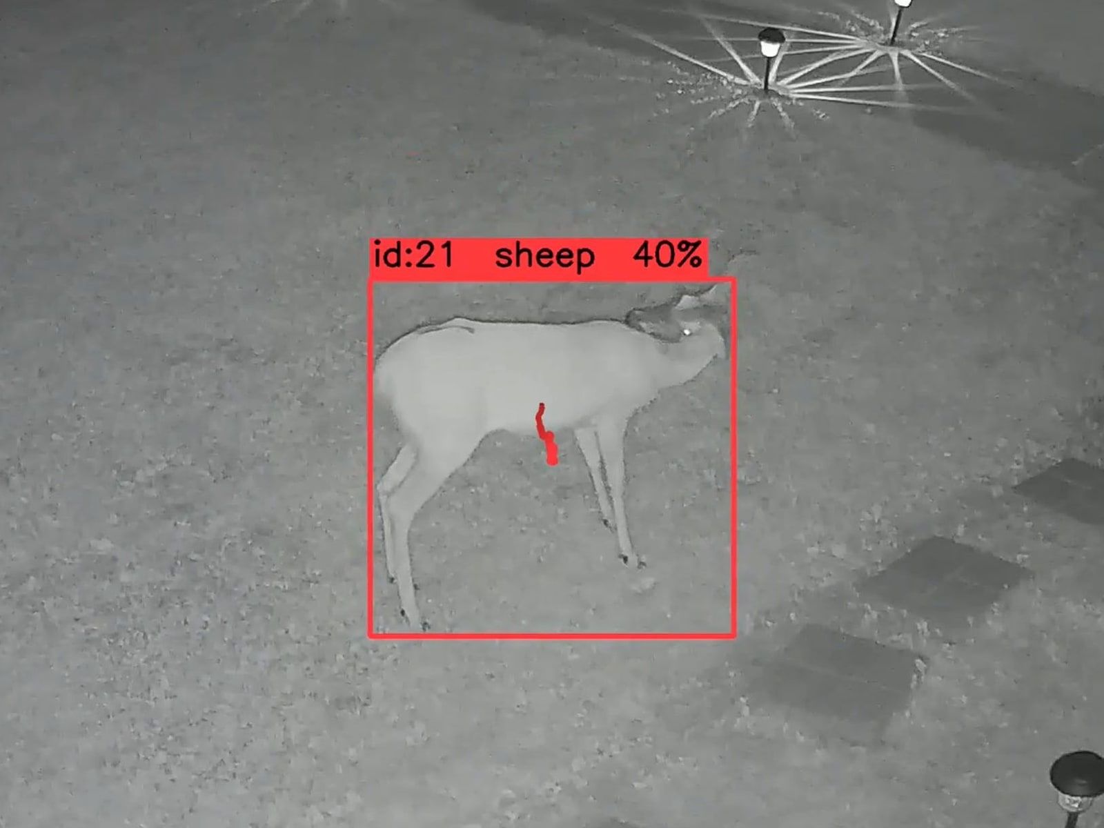 The same deer two seconds later, still track 21, now labeled sheep 0.40